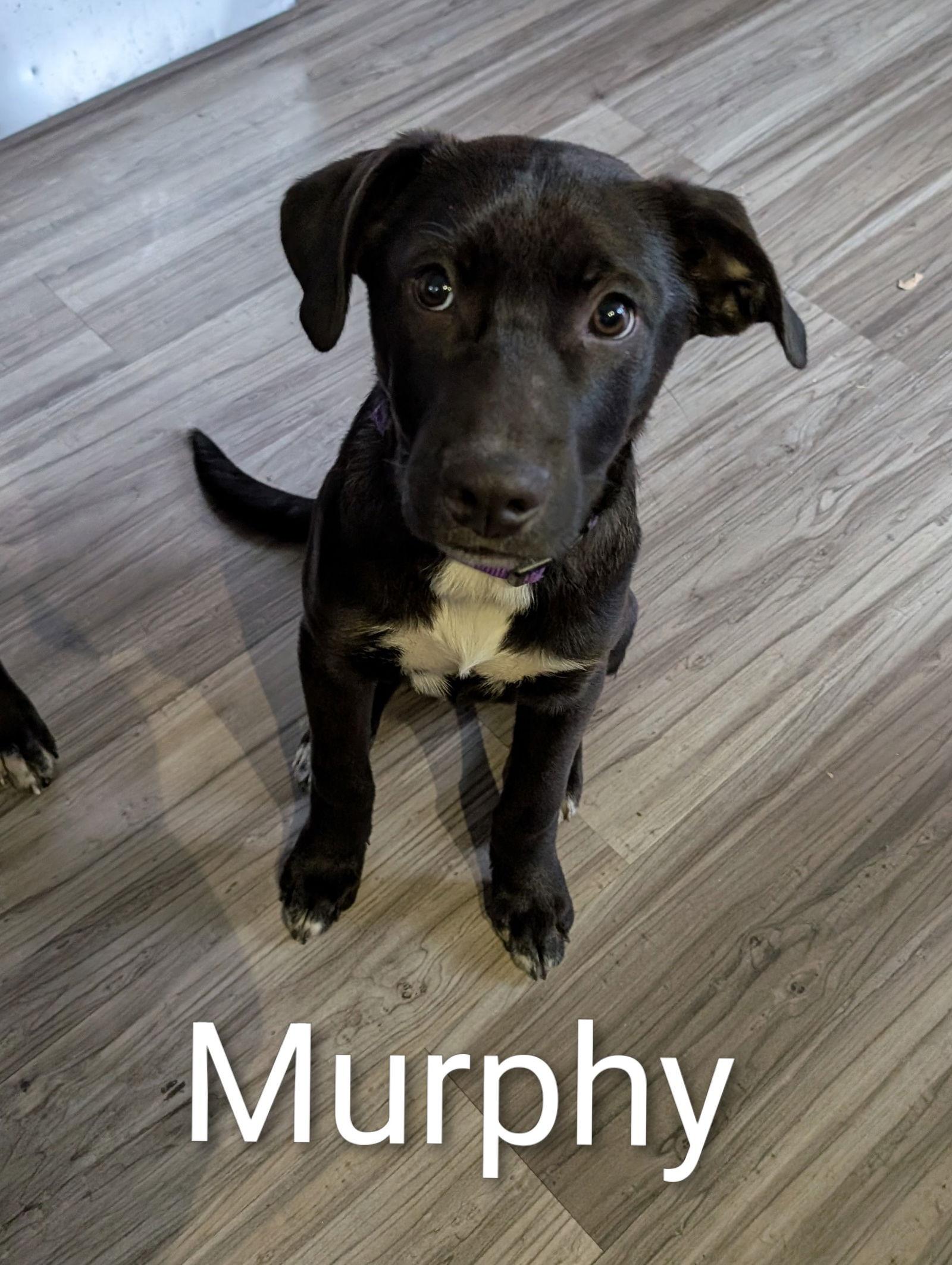 Enlarge Murphy D6125, a Adoptable Labrador Retriever in minneapolis, MN image 2/3