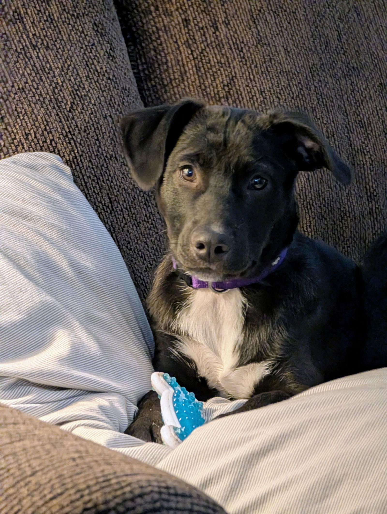 Enlarge Murphy D6125, a Adoptable Labrador Retriever in minneapolis, MN image 3/3