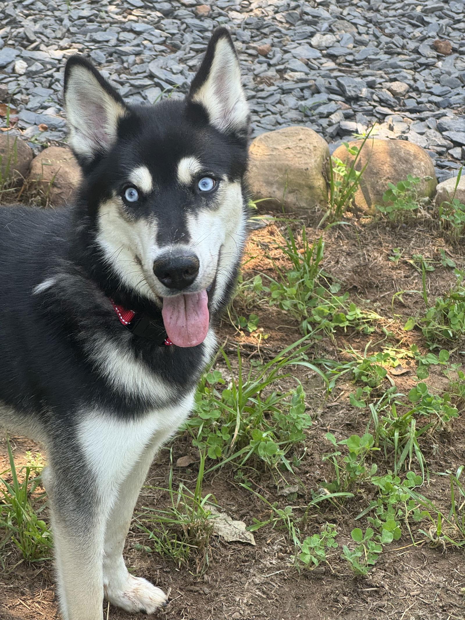 Tallulah(Tally), Adopted, Young Female Siberian Husky.