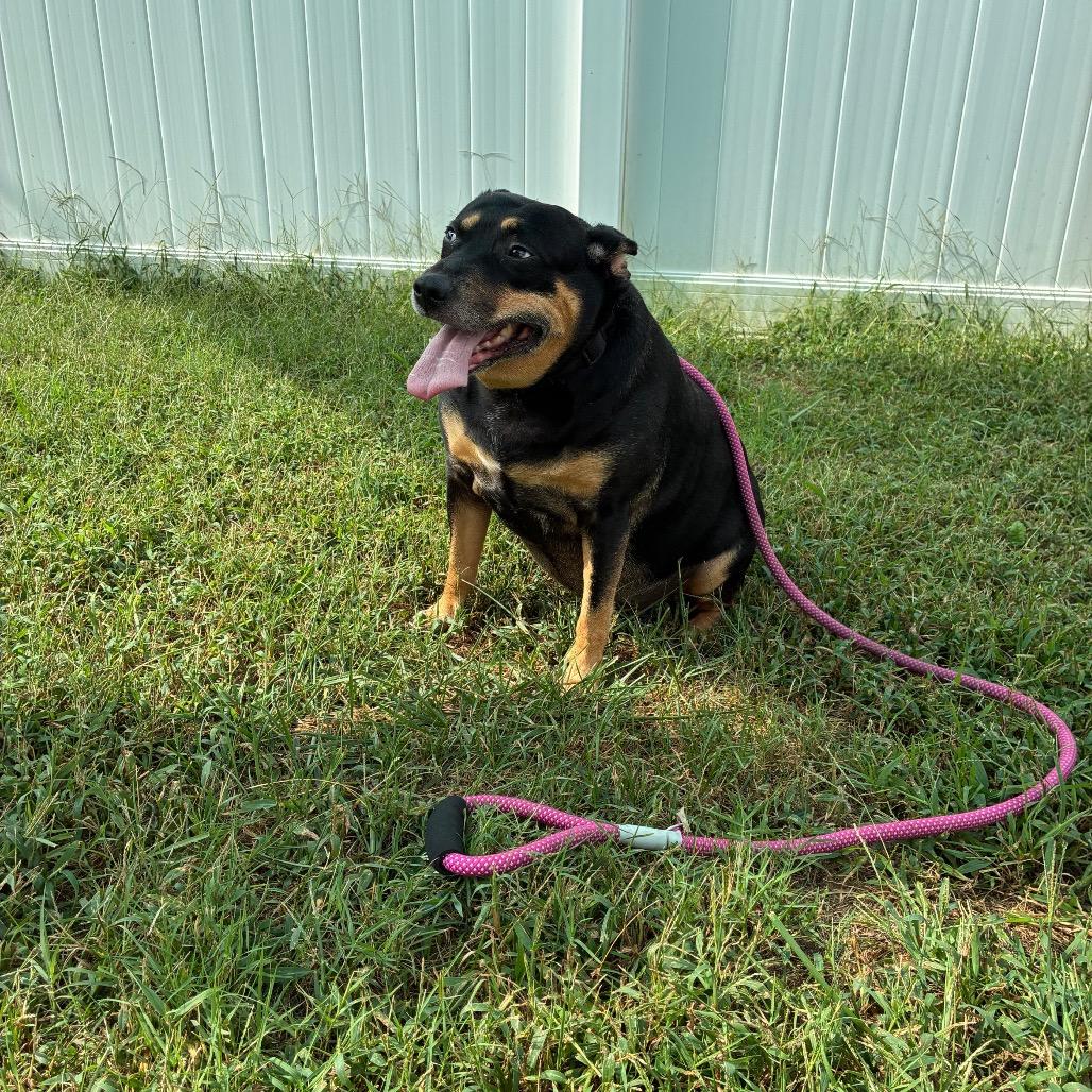 Enlarge Celeste, a Adoptable mixed breed in Fredericksburg, VA image 1/5