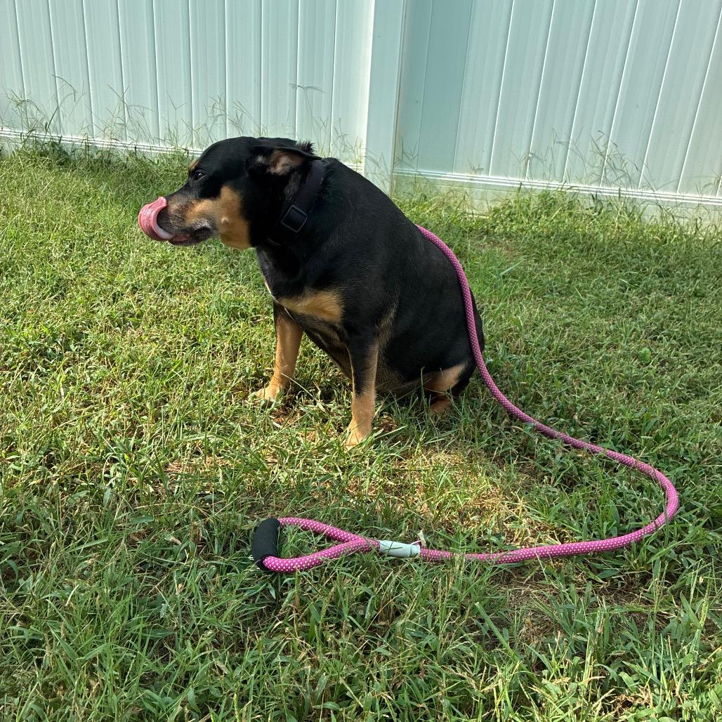 Enlarge Celeste, a Adoptable mixed breed in Fredericksburg, VA image 2/5