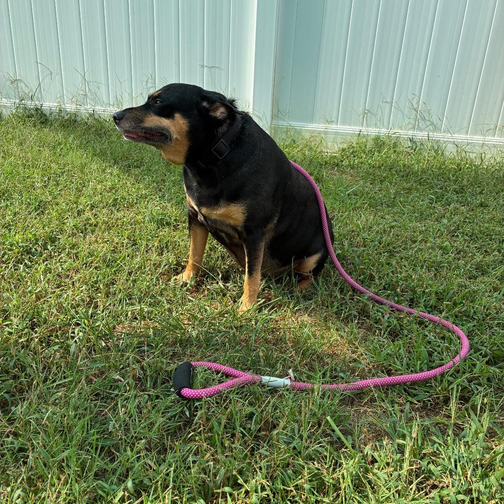 Enlarge Celeste, a Adoptable mixed breed in Fredericksburg, VA image 3/5