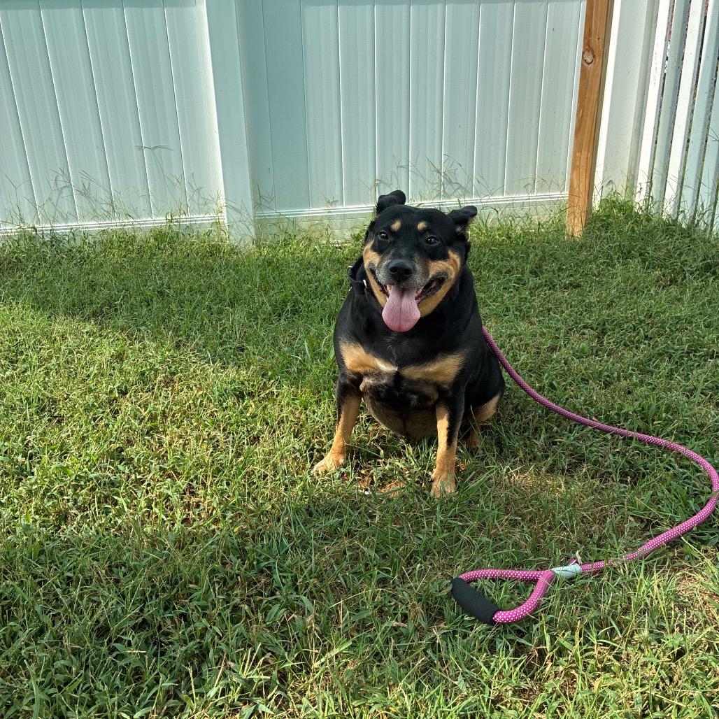 Enlarge Celeste, a Adoptable mixed breed in Fredericksburg, VA image 4/5