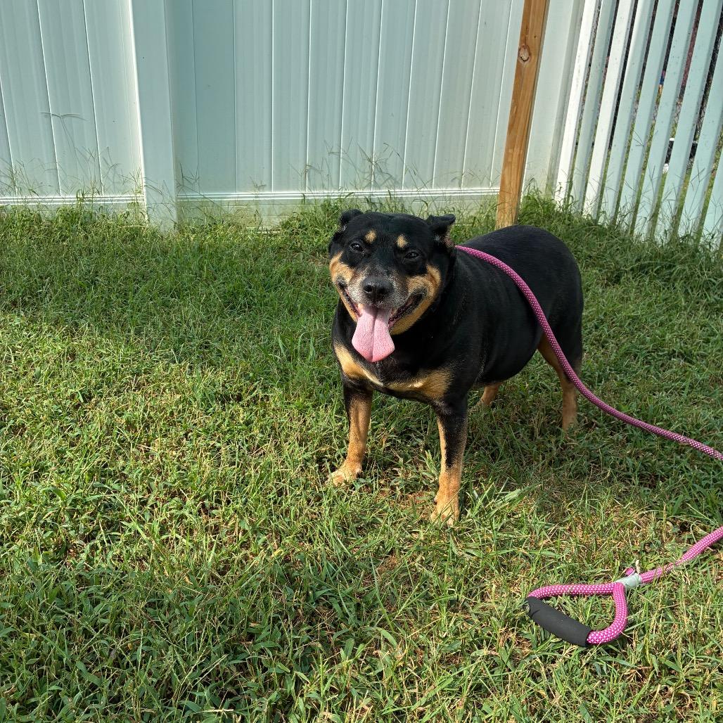 Enlarge Celeste, a Adoptable mixed breed in Fredericksburg, VA image 5/5