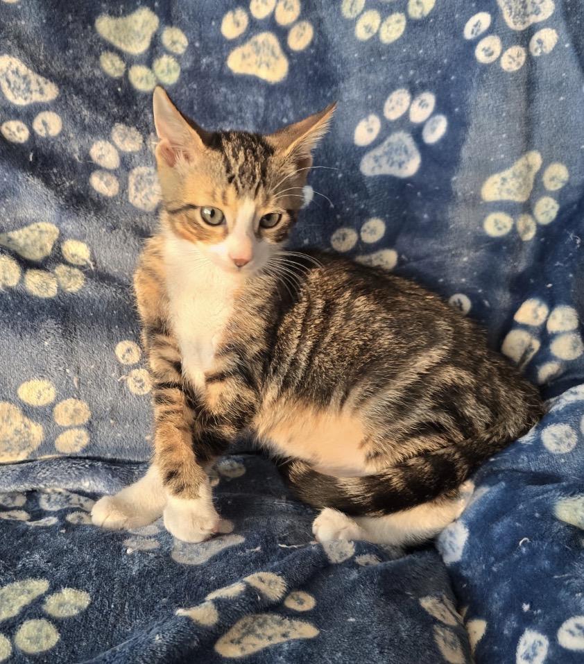 Enlarge WAVE & SLIDE - Bonded Brothers, a Adopted Domestic Short Hair in Spotswood, NJ image 4/6