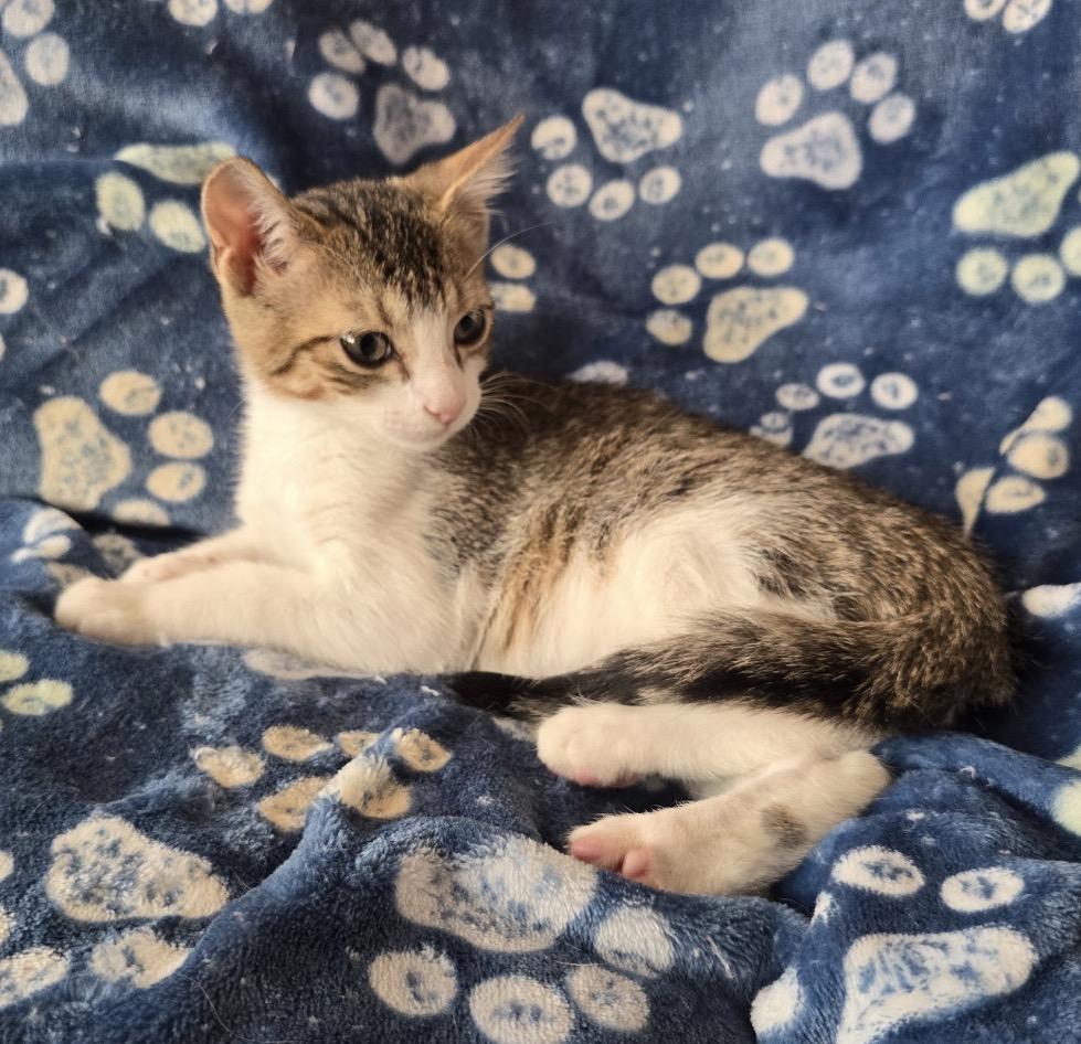 Enlarge WAVE & SLIDE - Bonded Brothers, a Adopted Domestic Short Hair in Spotswood, NJ image 2/6