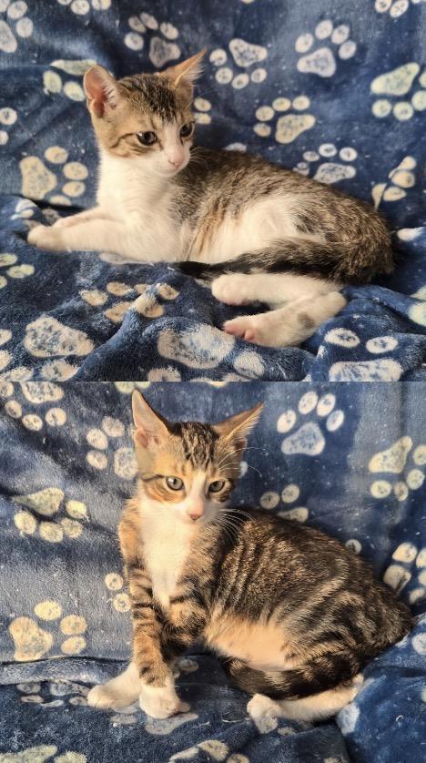 WAVE & SLIDE - Bonded Brothers, Adopted, Kitten Male Domestic Short Hair.