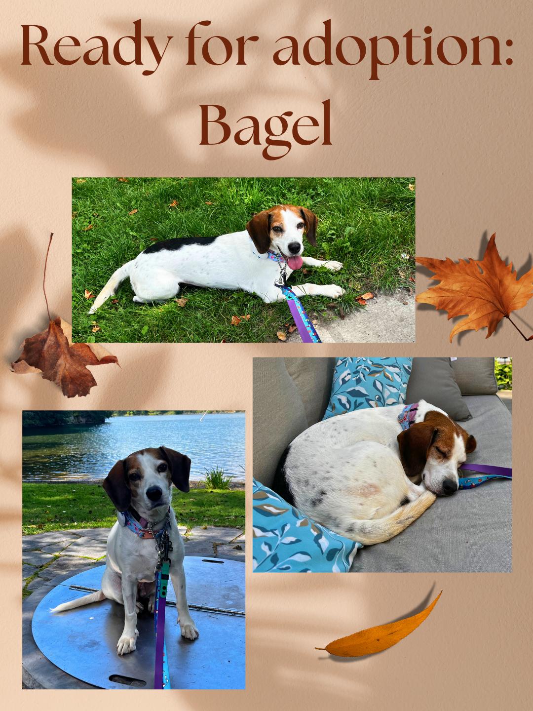 Enlarge Bagel, a Adoptable mixed breed in Etobicoke, ON image 1/6