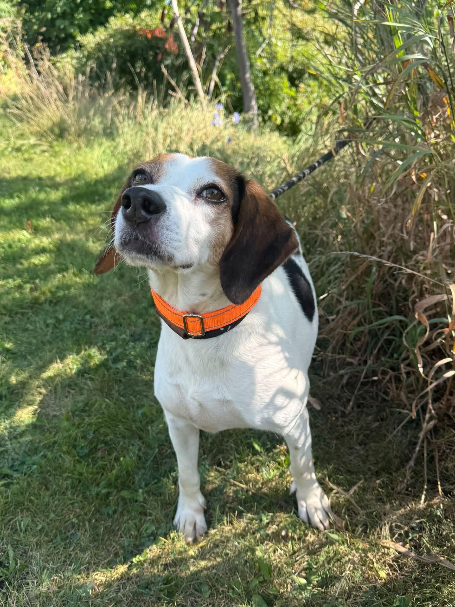 Enlarge Bagel, a Adoptable mixed breed in Etobicoke, ON image 5/6