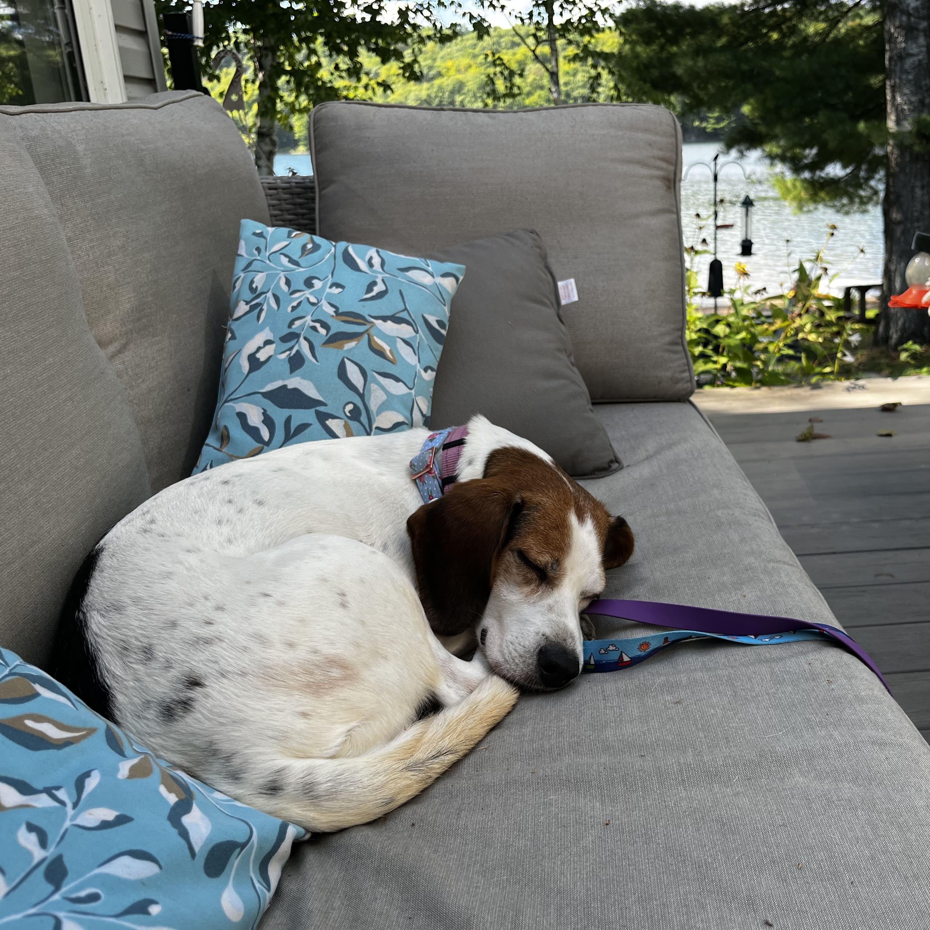 Enlarge Bagel, a Adoptable mixed breed in Etobicoke, ON image 2/6