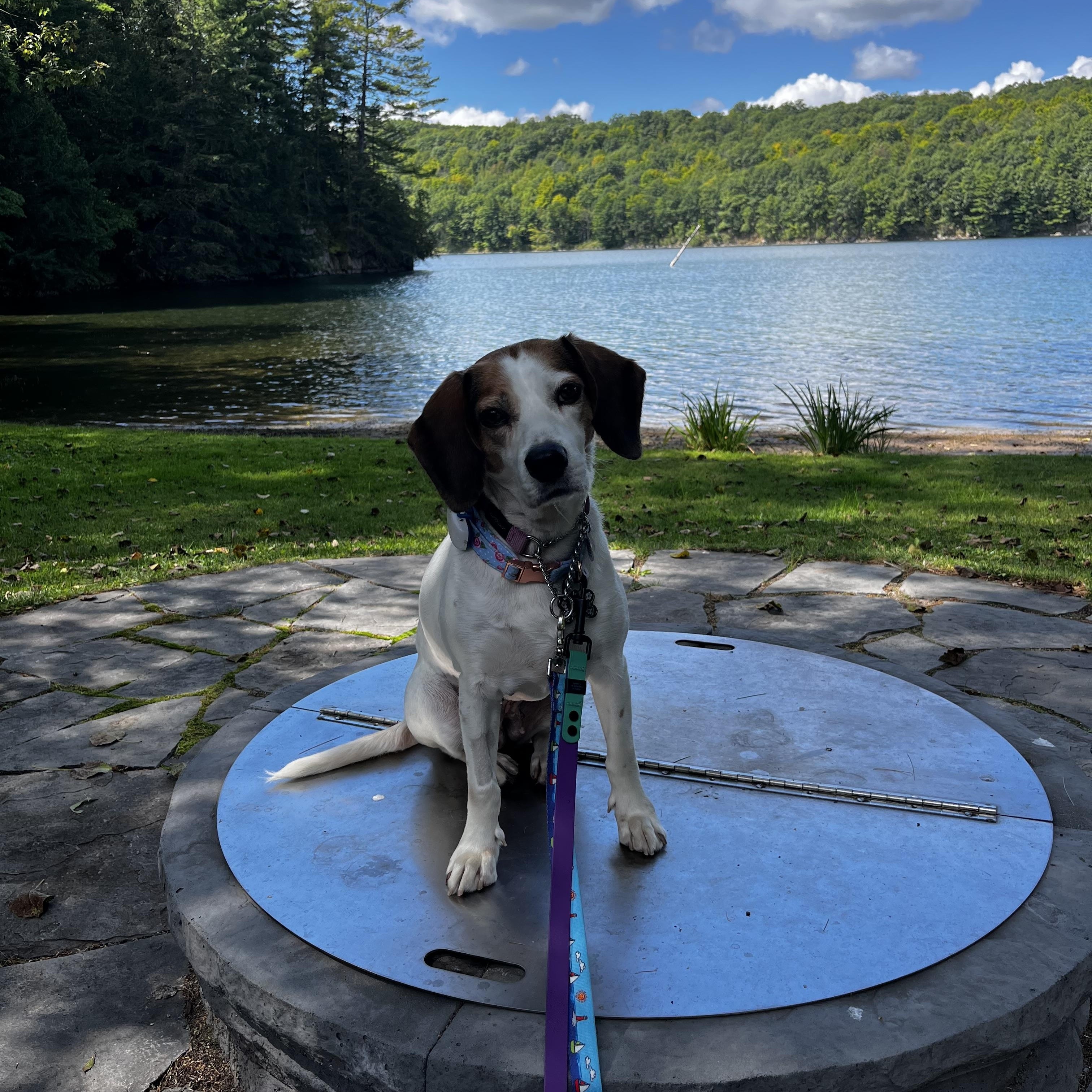 Enlarge Bagel, a Adoptable mixed breed in Etobicoke, ON image 3/6