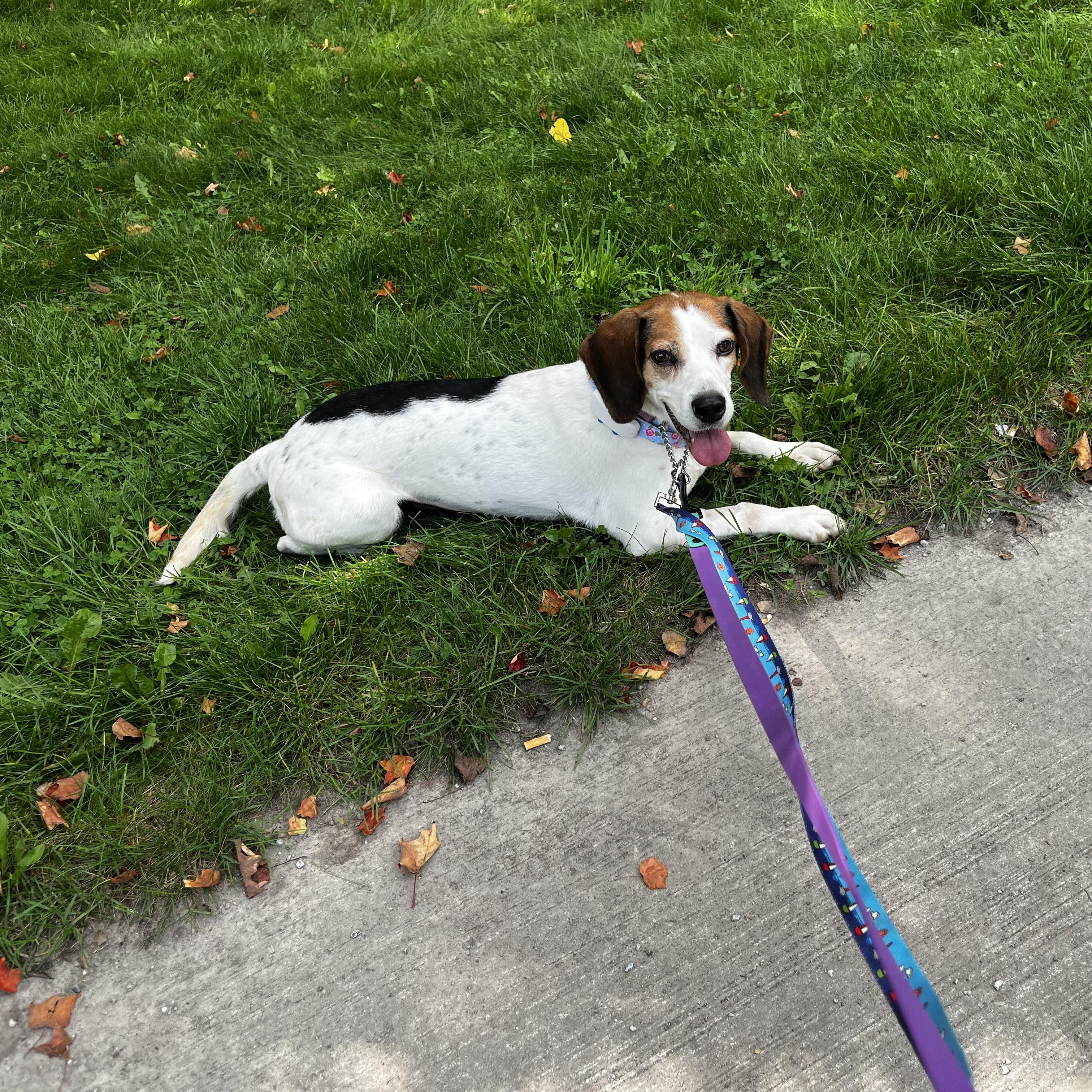 Enlarge Bagel, a Adoptable mixed breed in Etobicoke, ON image 4/6