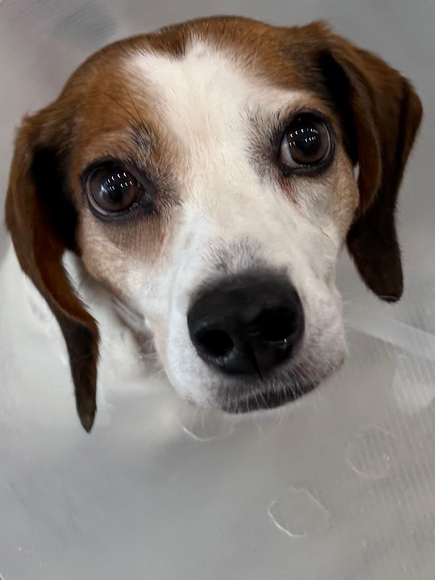 Enlarge Bagel, a Adoptable mixed breed in Etobicoke, ON image 6/6
