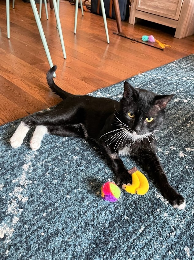 Domingo, Adoptable, Adult Male Domestic Short Hair.