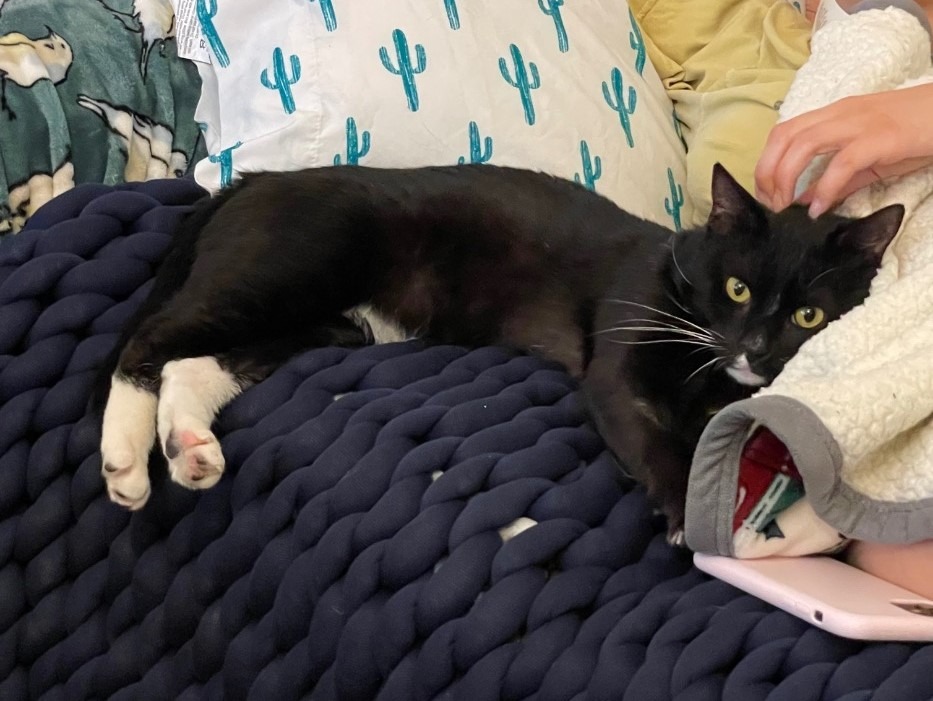 Enlarge Domingo, a Adoptable Domestic Short Hair in New York, NY image 2/5