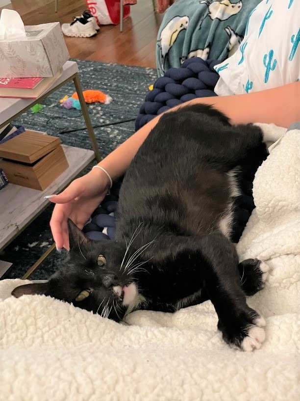 Enlarge Domingo, a Adoptable Domestic Short Hair in New York, NY image 3/5