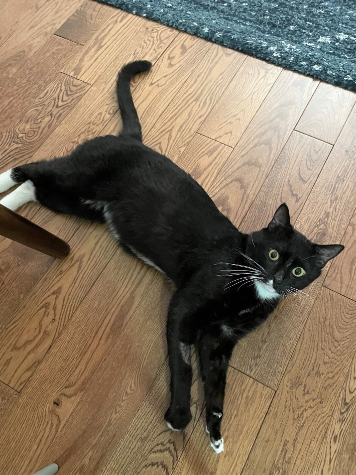 Enlarge Domingo, a Adoptable Domestic Short Hair in New York, NY image 4/5