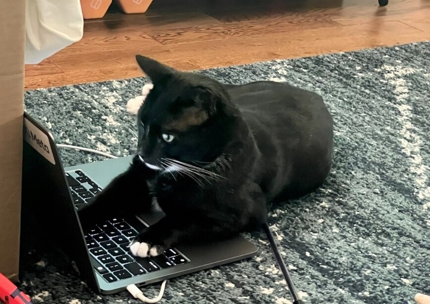 Enlarge Domingo, a Adoptable Domestic Short Hair in New York, NY image 5/5