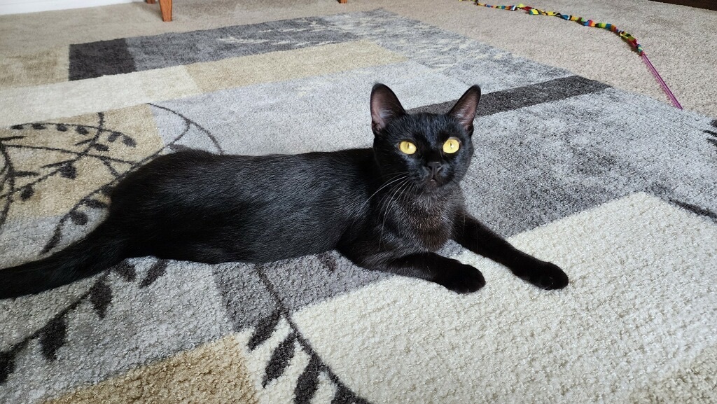 Sonja , Adopted, Young Female Bombay.