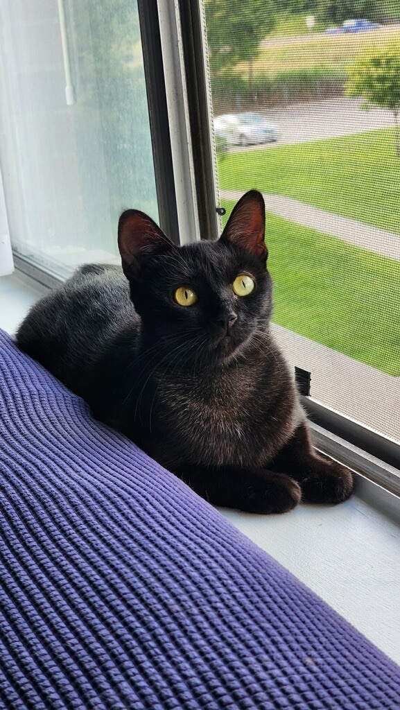 Enlarge Sonja , a Adopted Bombay in Westland, MI image 2/11