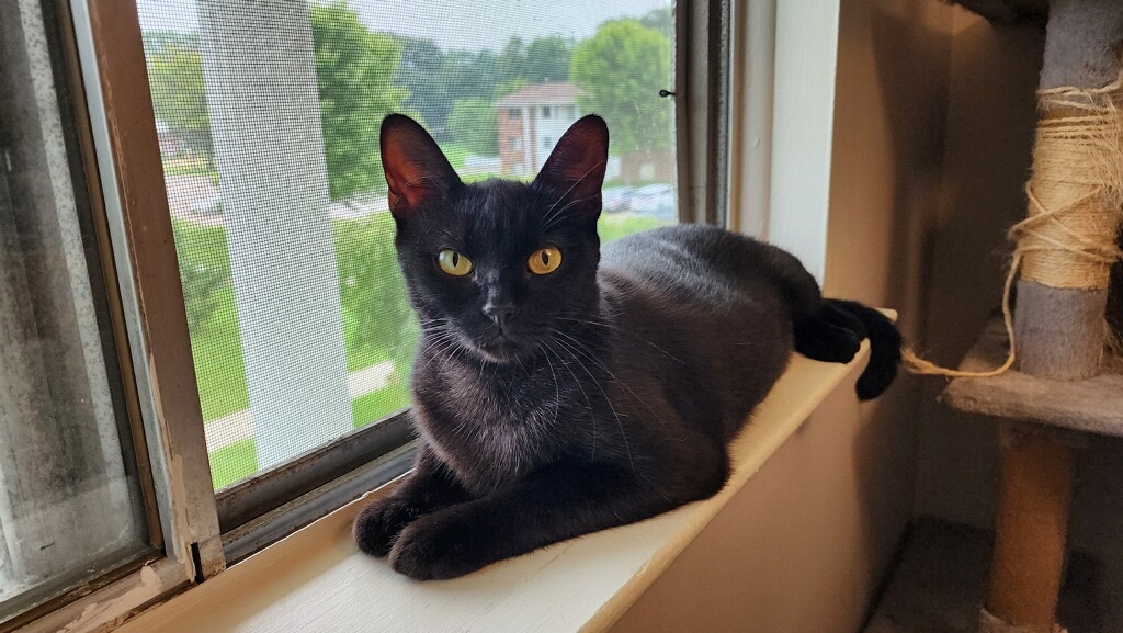 Enlarge Sonja , a Adopted Bombay in Westland, MI image 4/11