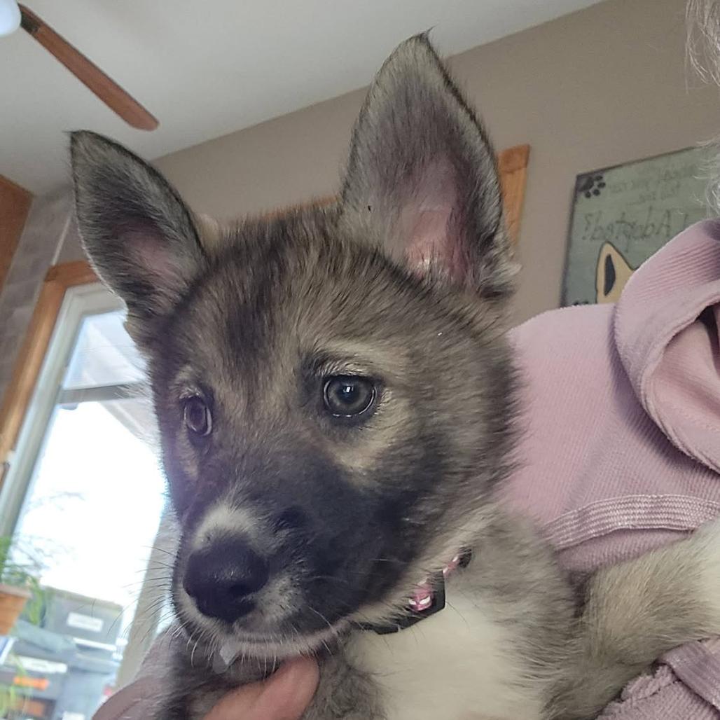 Enlarge Miska, a Adoptable mixed breed in Joliet, IL image 1/2