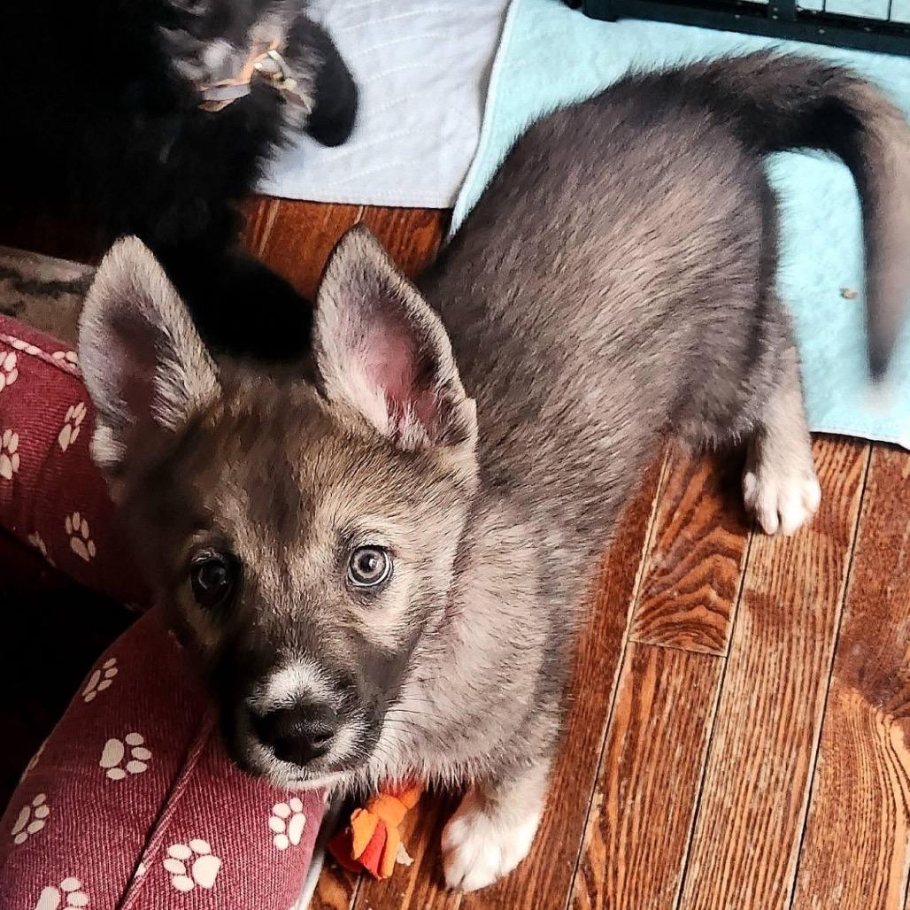 Enlarge Miska, a Adoptable mixed breed in Joliet, IL image 2/2