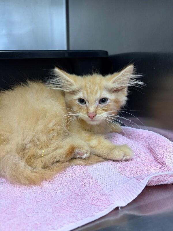 Garth Brooks, adopted, Kitten Male Domestic Medium Hair.