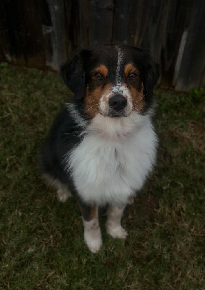 Waylon, Adoptable, Adult Male Australian Shepherd.
