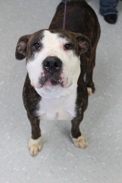 Vera, ADOPTABLE, Senior Female Boxer.
