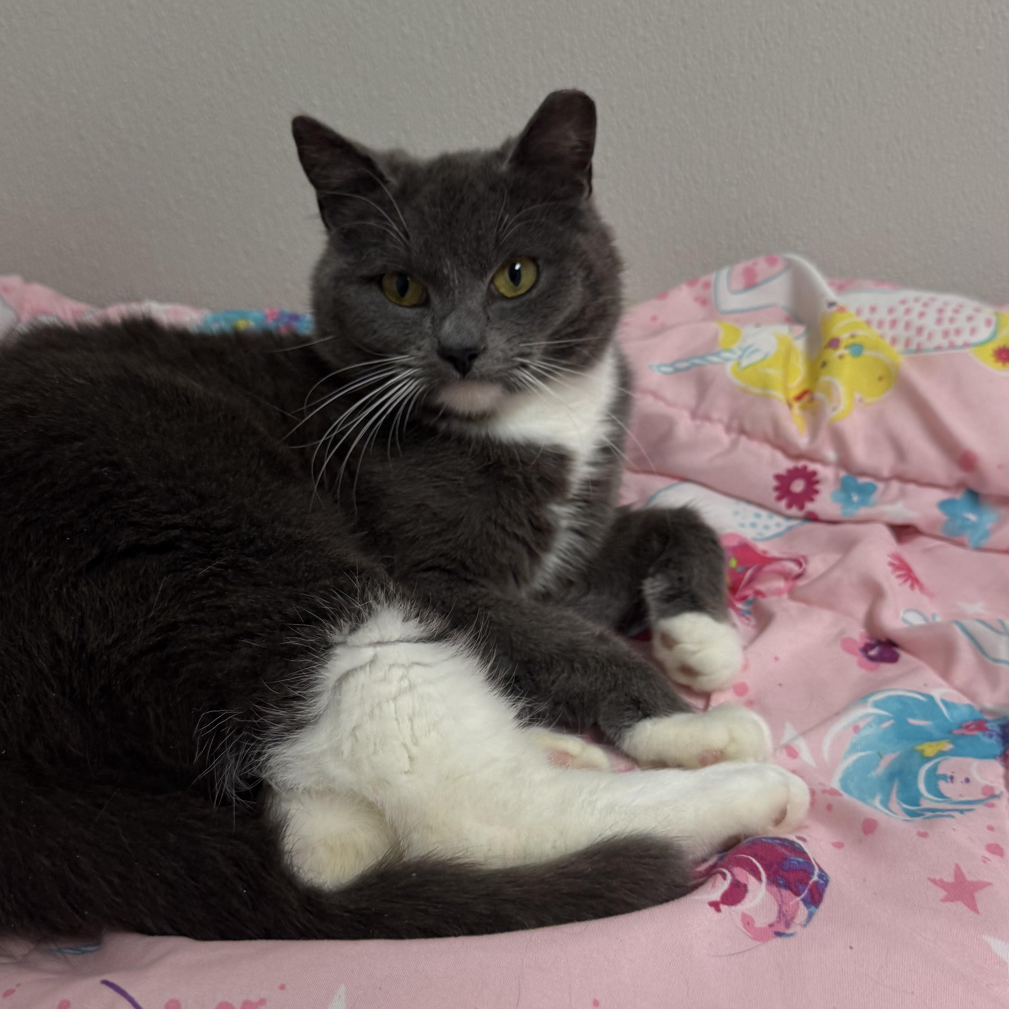 Enlarge Meg, a ADOPTABLE Domestic Short Hair in Fall River, MA image 2/4