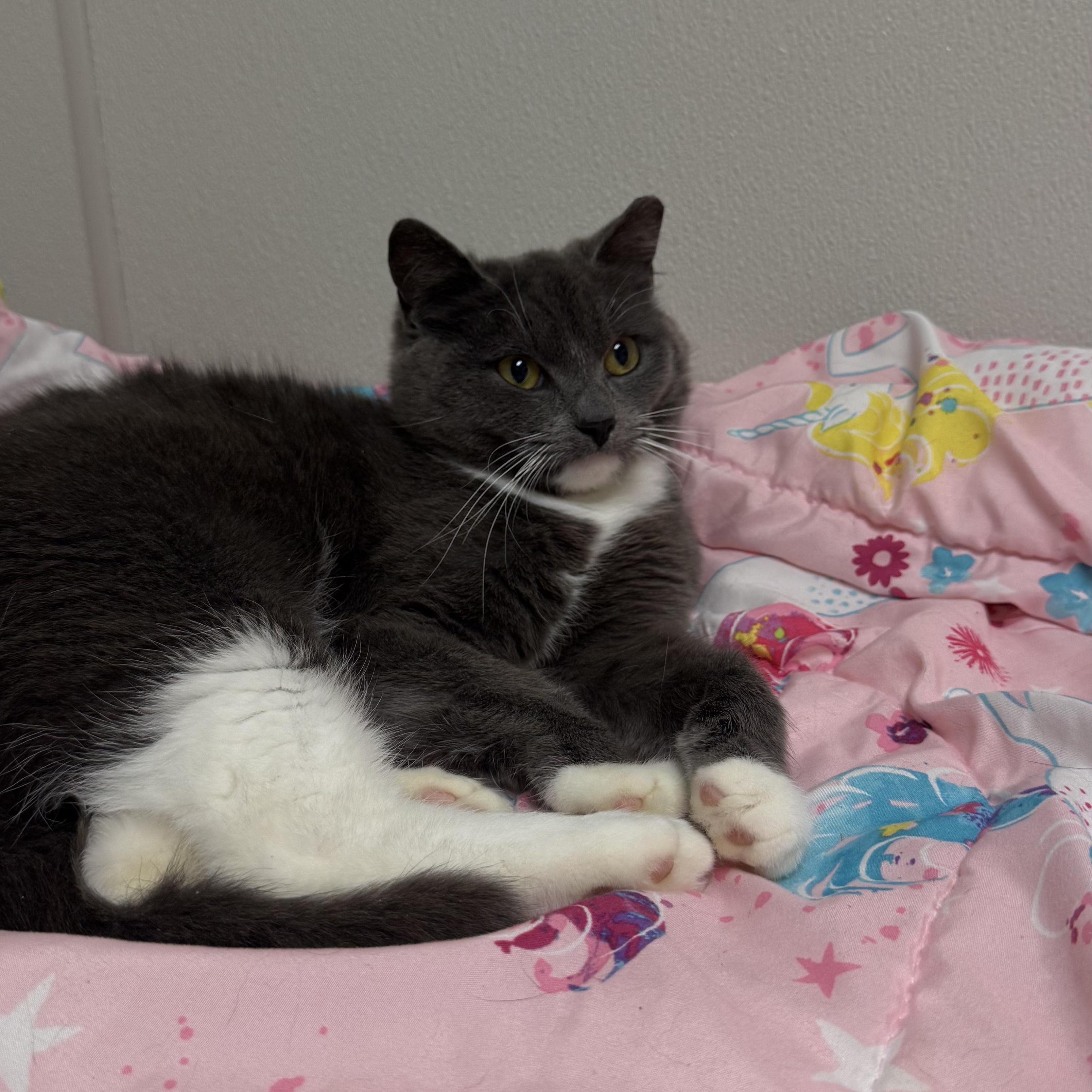 Enlarge Meg, a ADOPTABLE Domestic Short Hair in Fall River, MA image 4/4