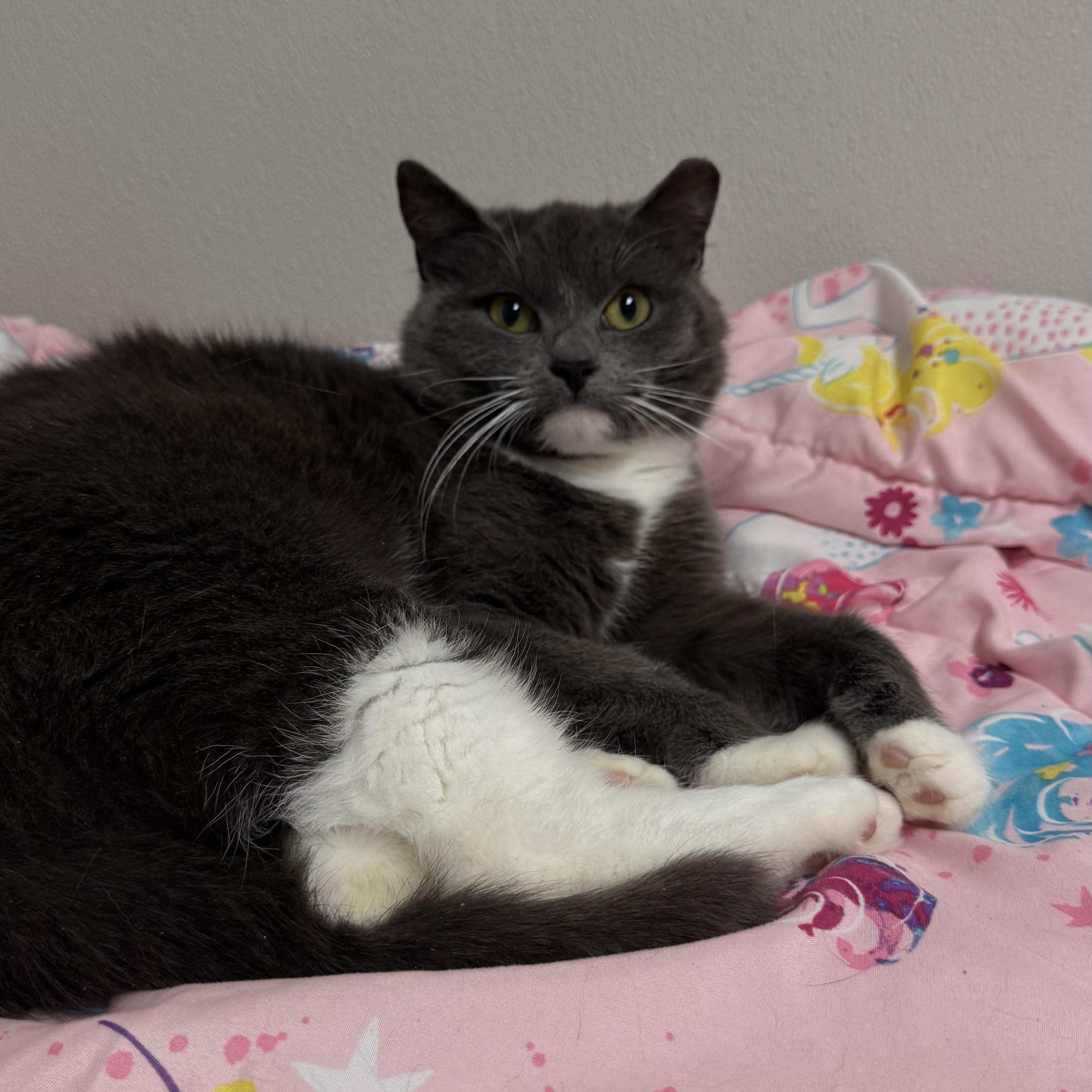 Enlarge Meg, a ADOPTABLE Domestic Short Hair in Fall River, MA image 3/4