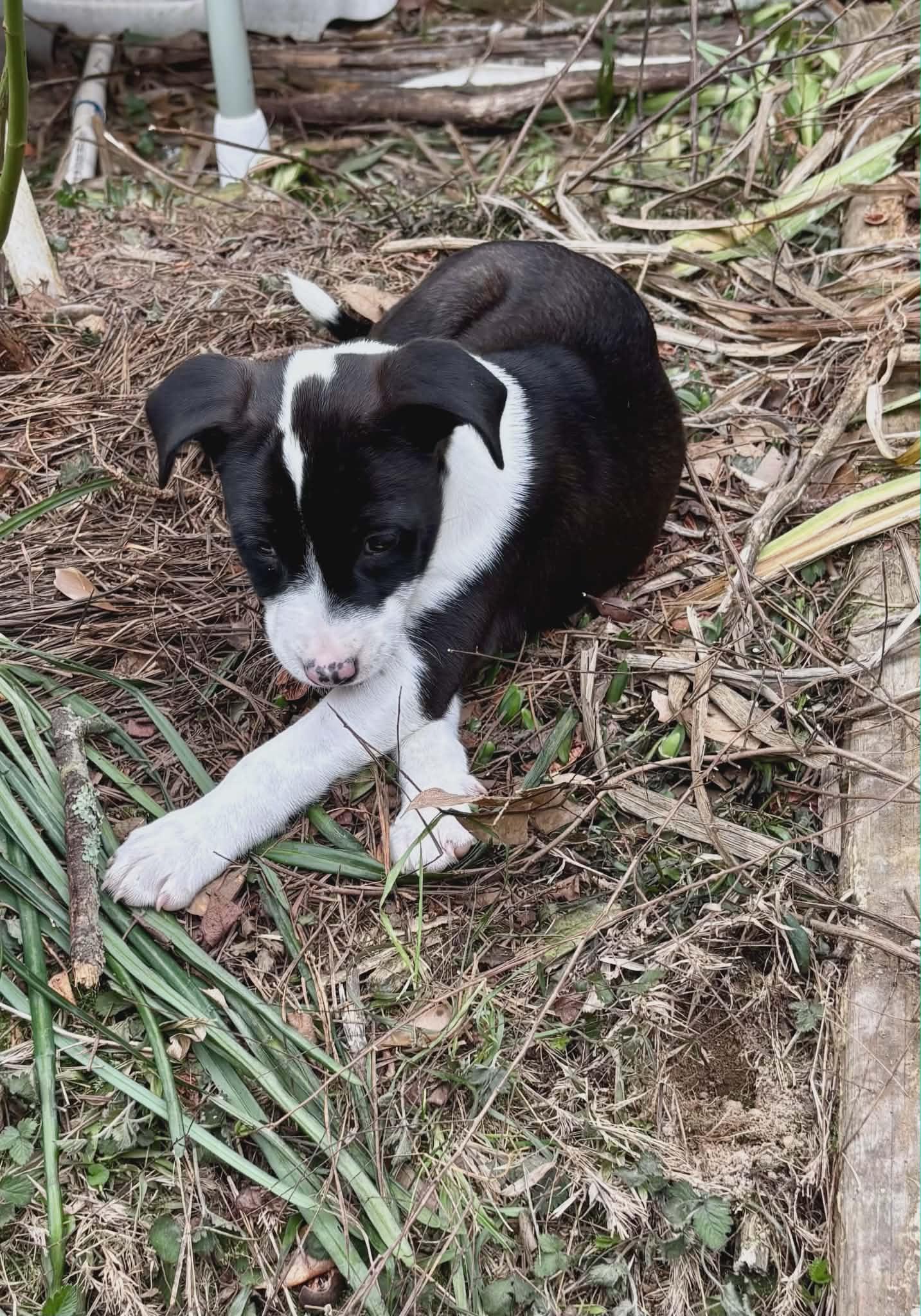 Enlarge Lady, a Adoptable mixed breed in Westport, MA image 3/3