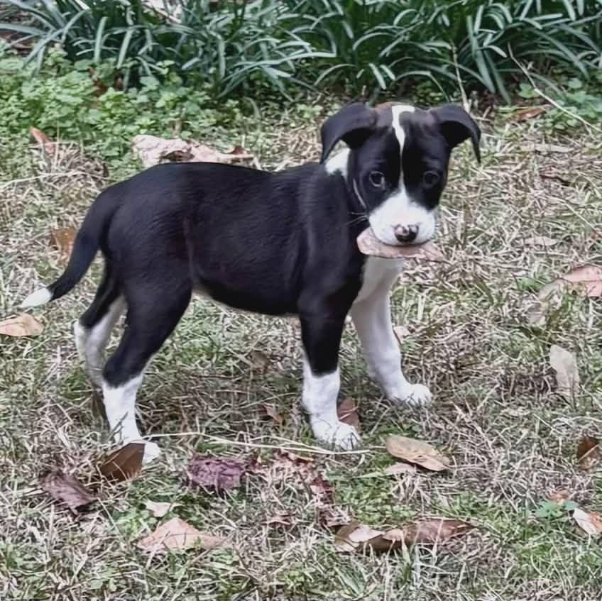 Lady, Adoptable, Puppy Female Collie.