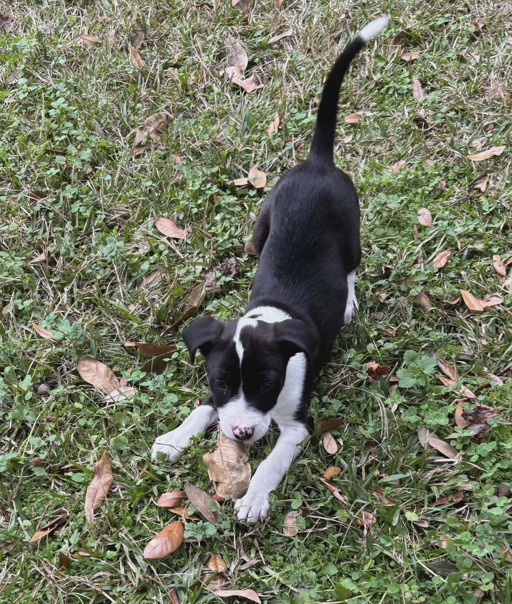 Enlarge Lady, a Adoptable mixed breed in Westport, MA image 2/3