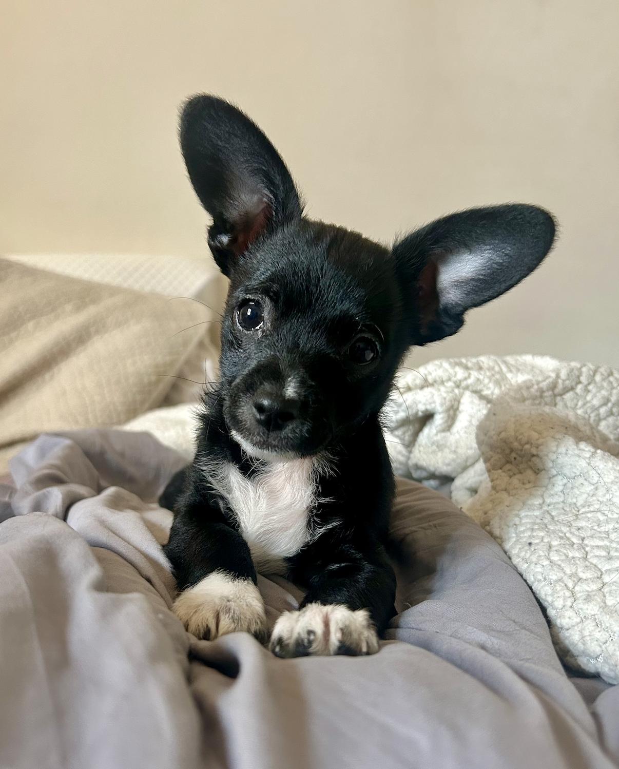 Mickey, ADOPTABLE, Puppy Male Chihuahua.