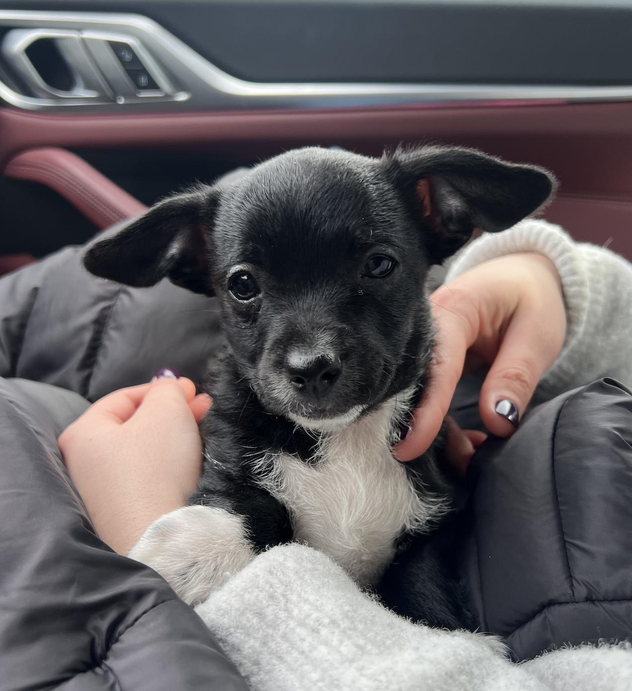 Enlarge Mickey, a ADOPTABLE mixed breed in Emeryville, CA image 2/4