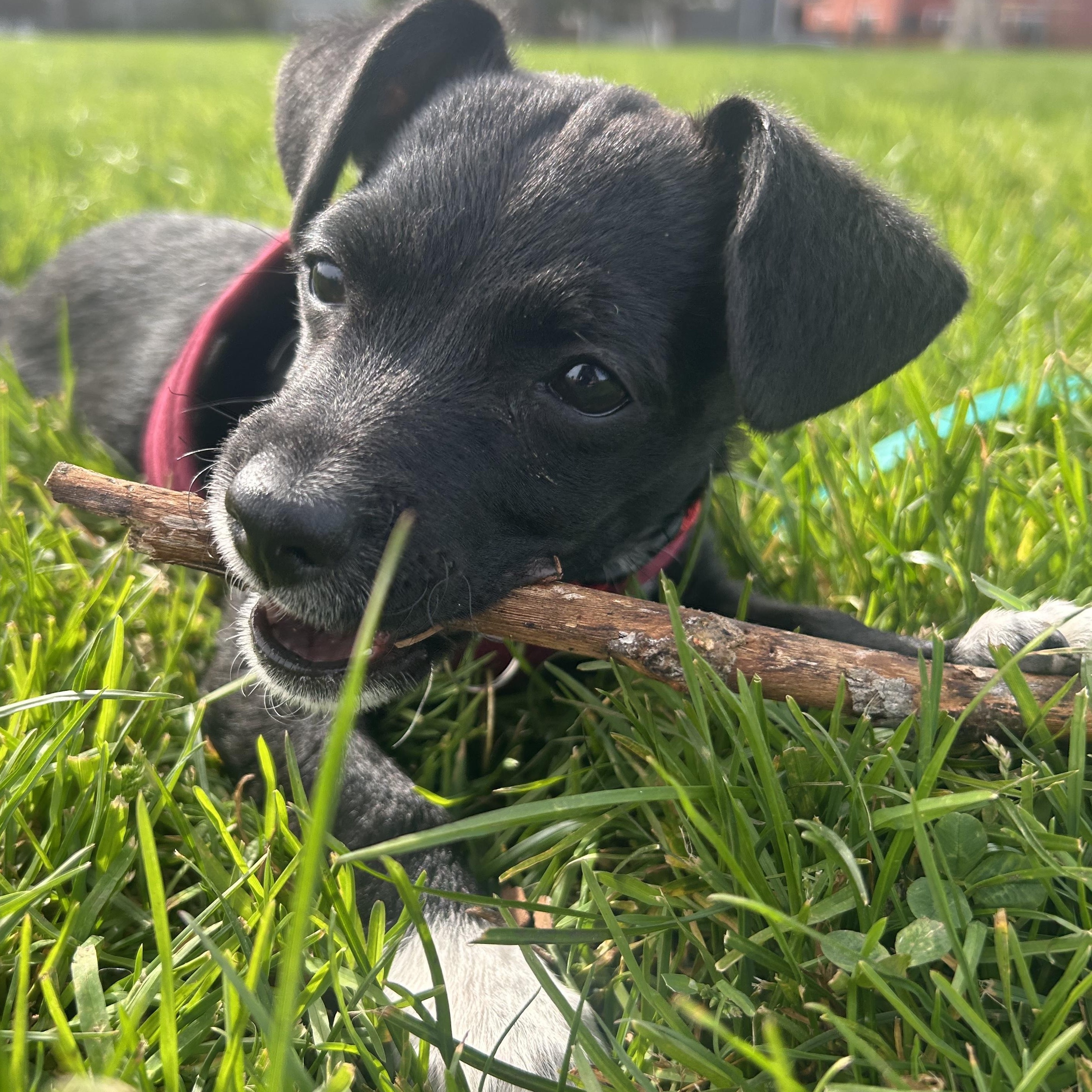 Enlarge Mickey, a ADOPTABLE mixed breed in Emeryville, CA image 3/4