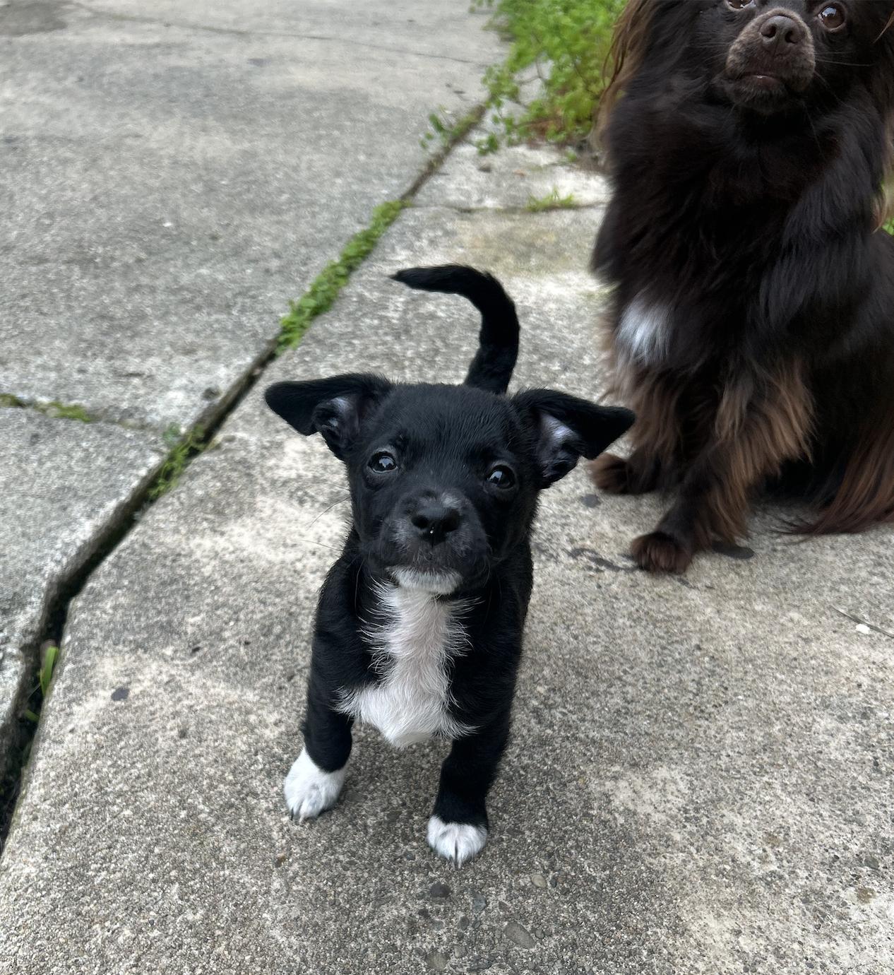 Enlarge Mickey, a ADOPTABLE mixed breed in Emeryville, CA image 3/4