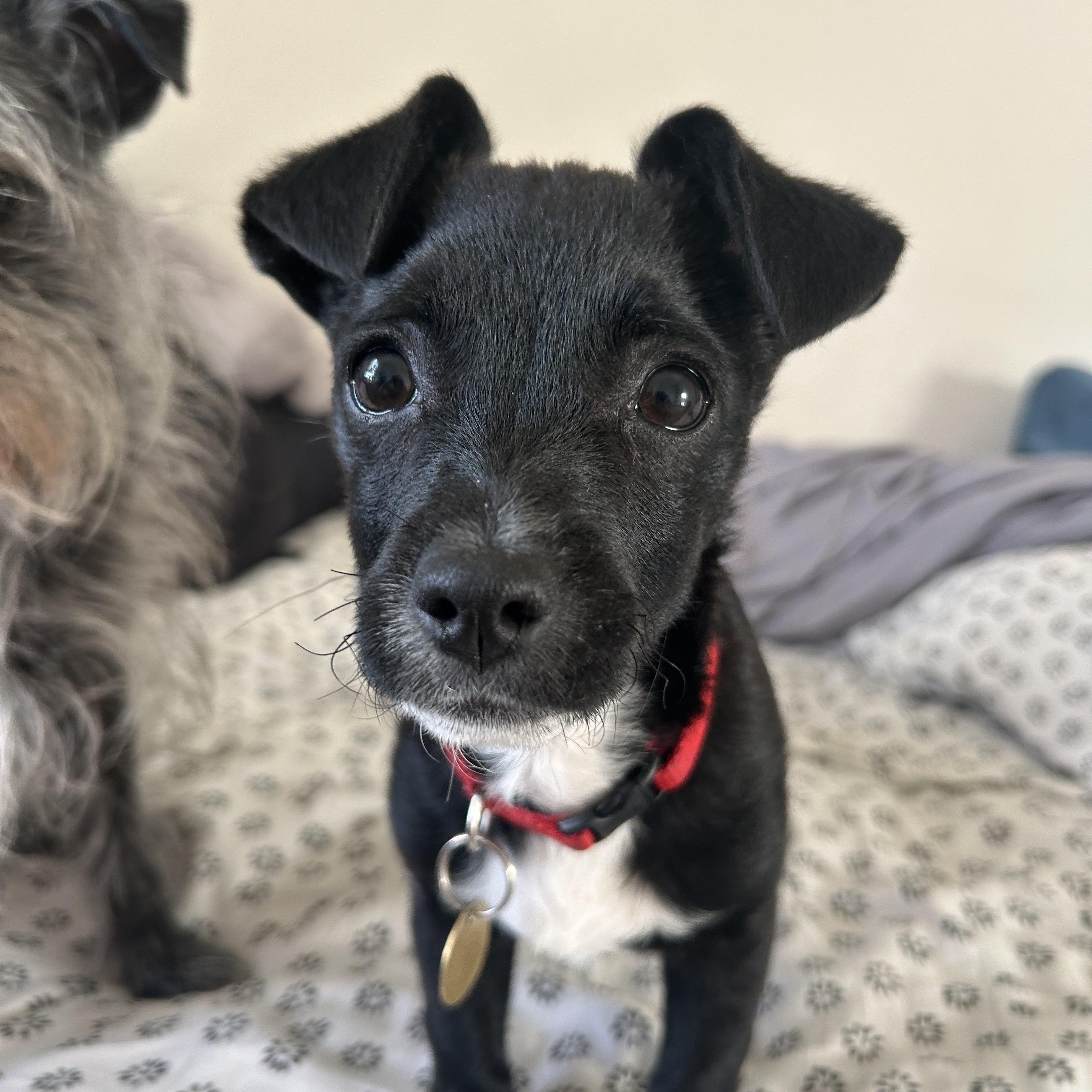 Enlarge Mickey, a ADOPTABLE mixed breed in Emeryville, CA image 1/4