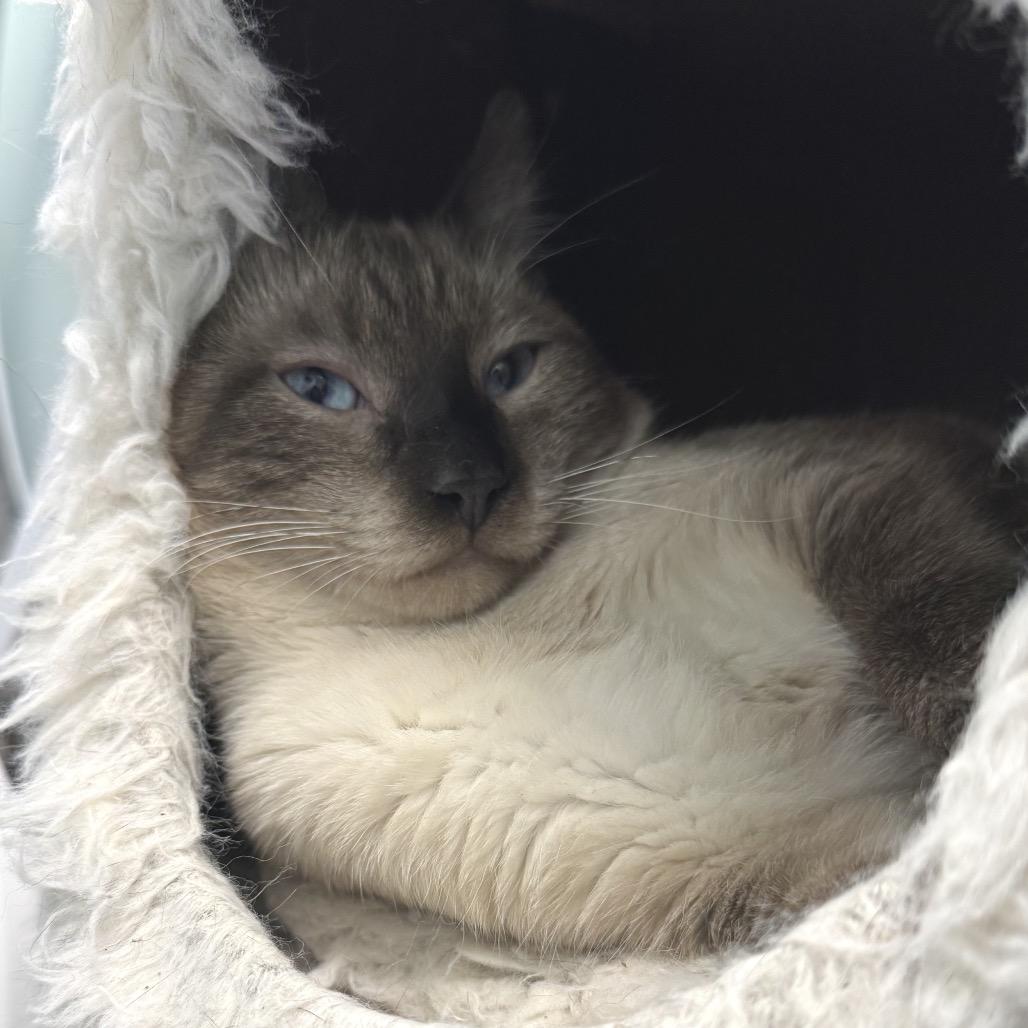 Mowgli, Adoptable, Young Male Domestic Short Hair.