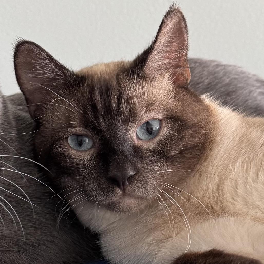 Mowgli, a Adoptable Domestic Short Hair in Zimmerman, MN image 2/5