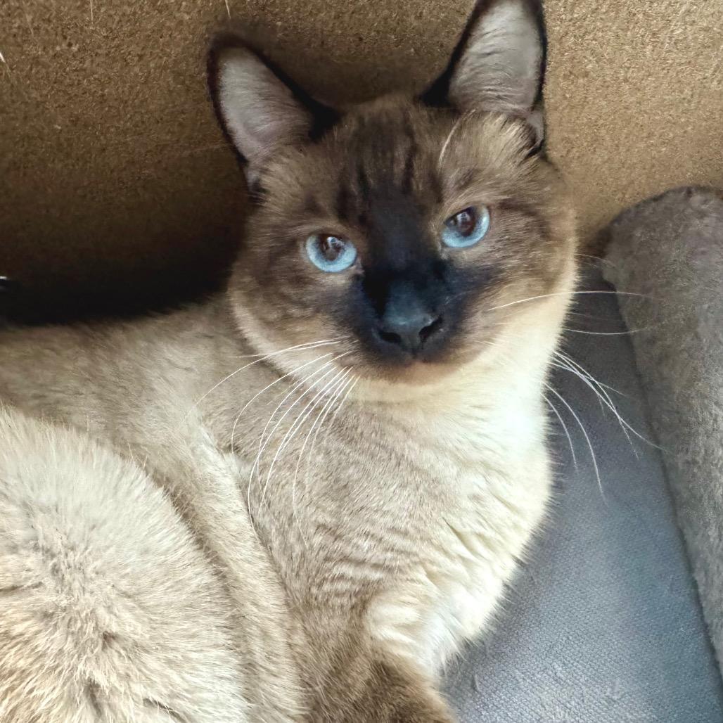 Enlarge Mowgli, a Adoptable Domestic Short Hair in Zimmerman, MN image 3/6