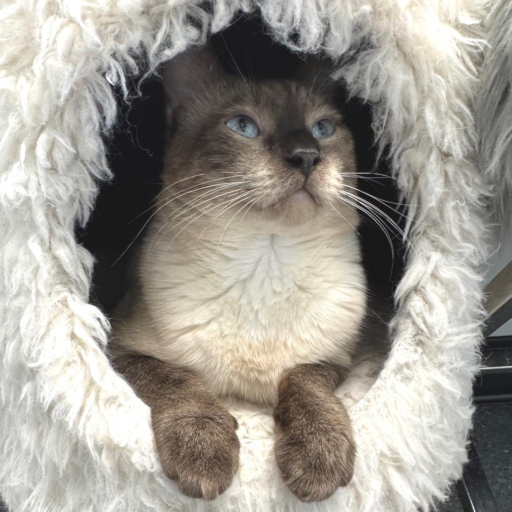 Mowgli, a Adoptable Domestic Short Hair in Zimmerman, MN image 3/5