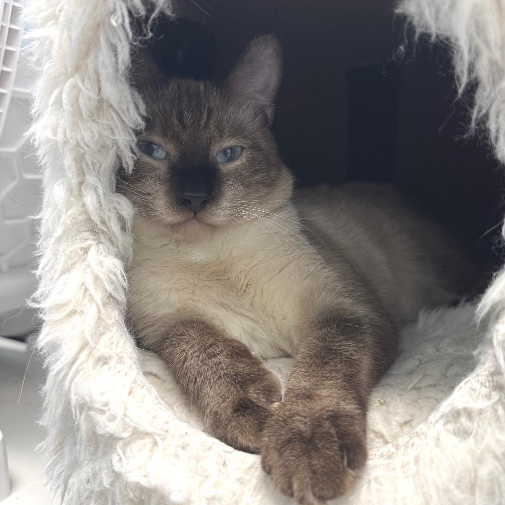 Mowgli, a Adoptable Domestic Short Hair in Zimmerman, MN image 4/5