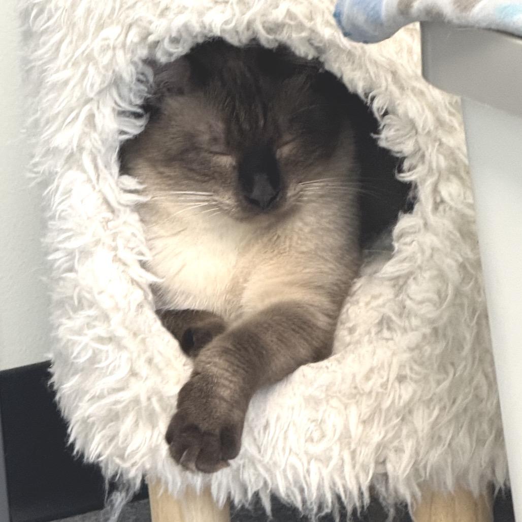 Mowgli, a Adoptable Domestic Short Hair in Zimmerman, MN image 5/5