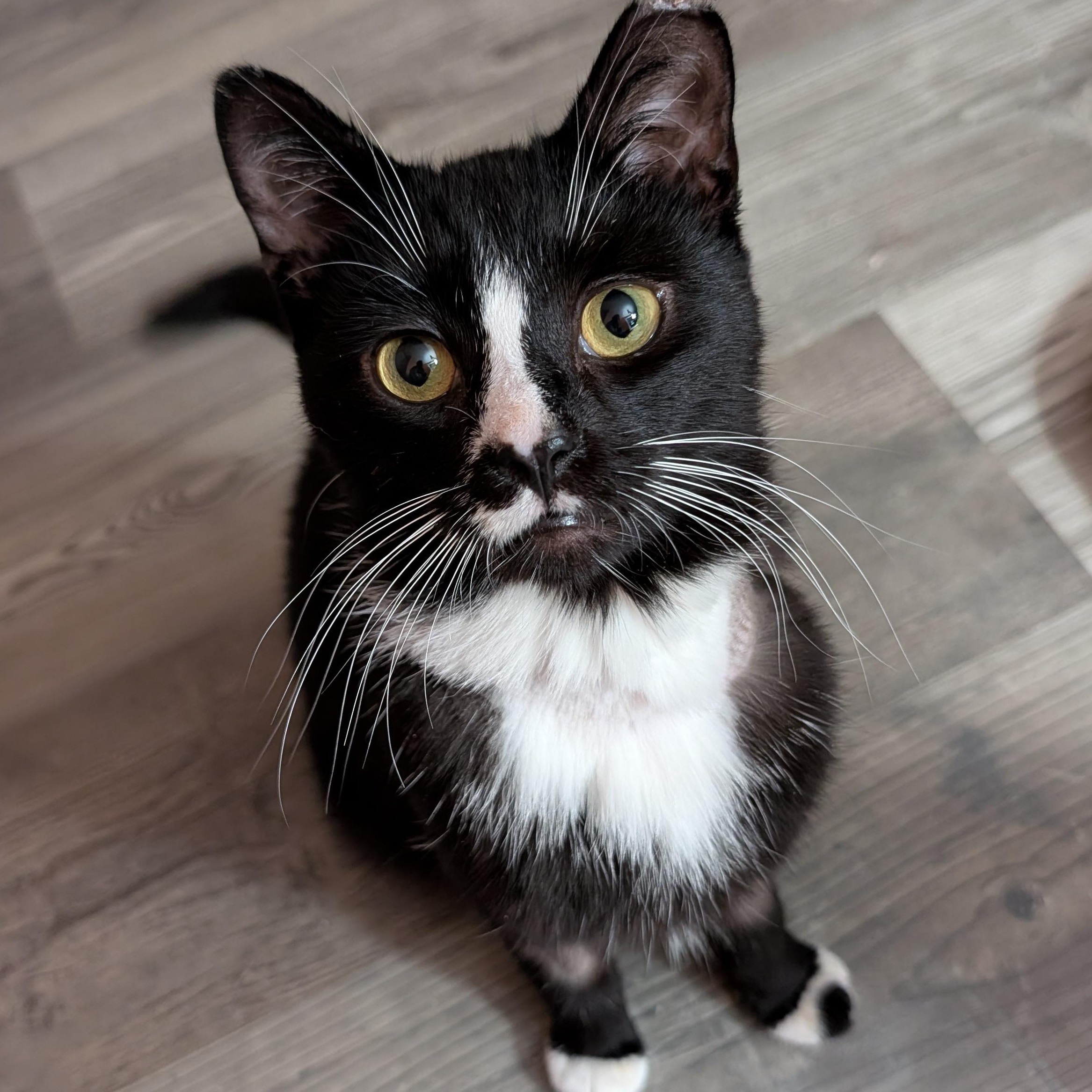 Lucky-Sweet Tuxedo Gent, Adoptable, Young Male Domestic Short Hair.