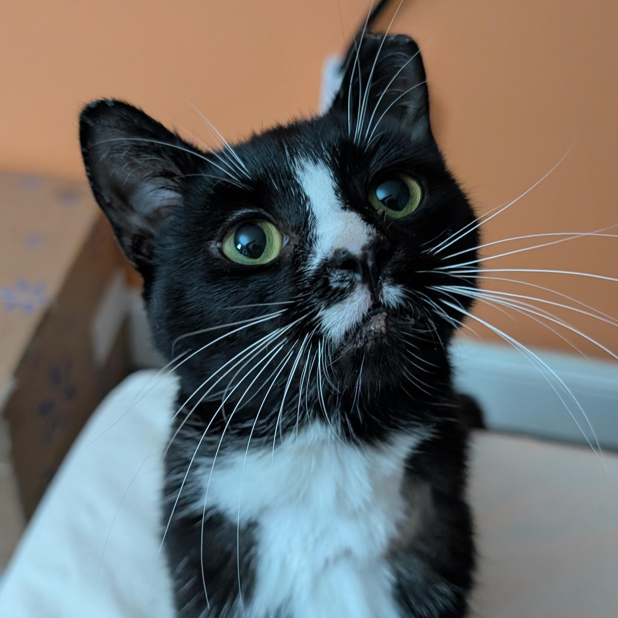 Lucky-Sweet Tuxedo Gent, a Adoptable Domestic Short Hair in Laurel, MD image 2/6