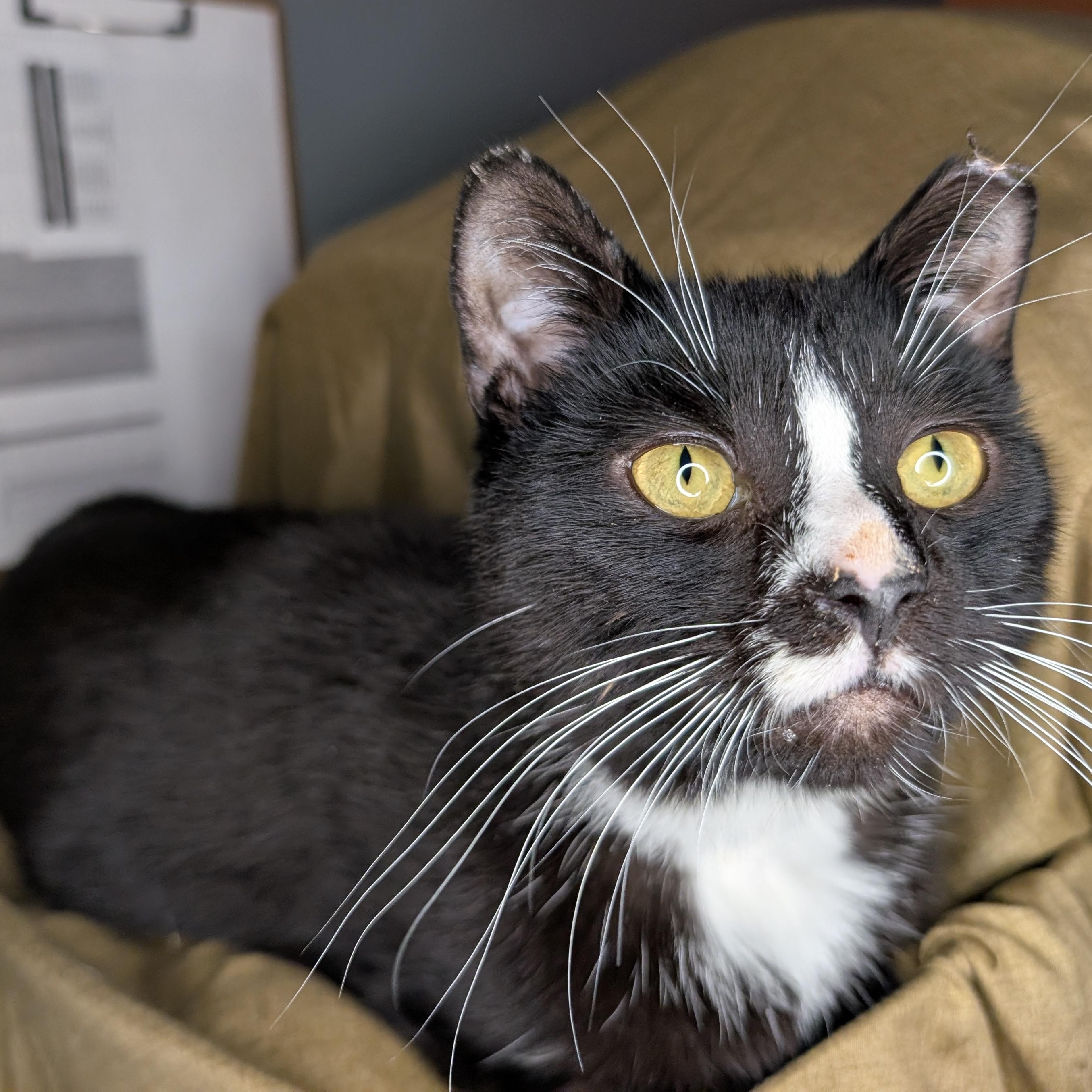 Lucky-Sweet Tuxedo Gent, a Adoptable Domestic Short Hair in Laurel, MD image 3/6